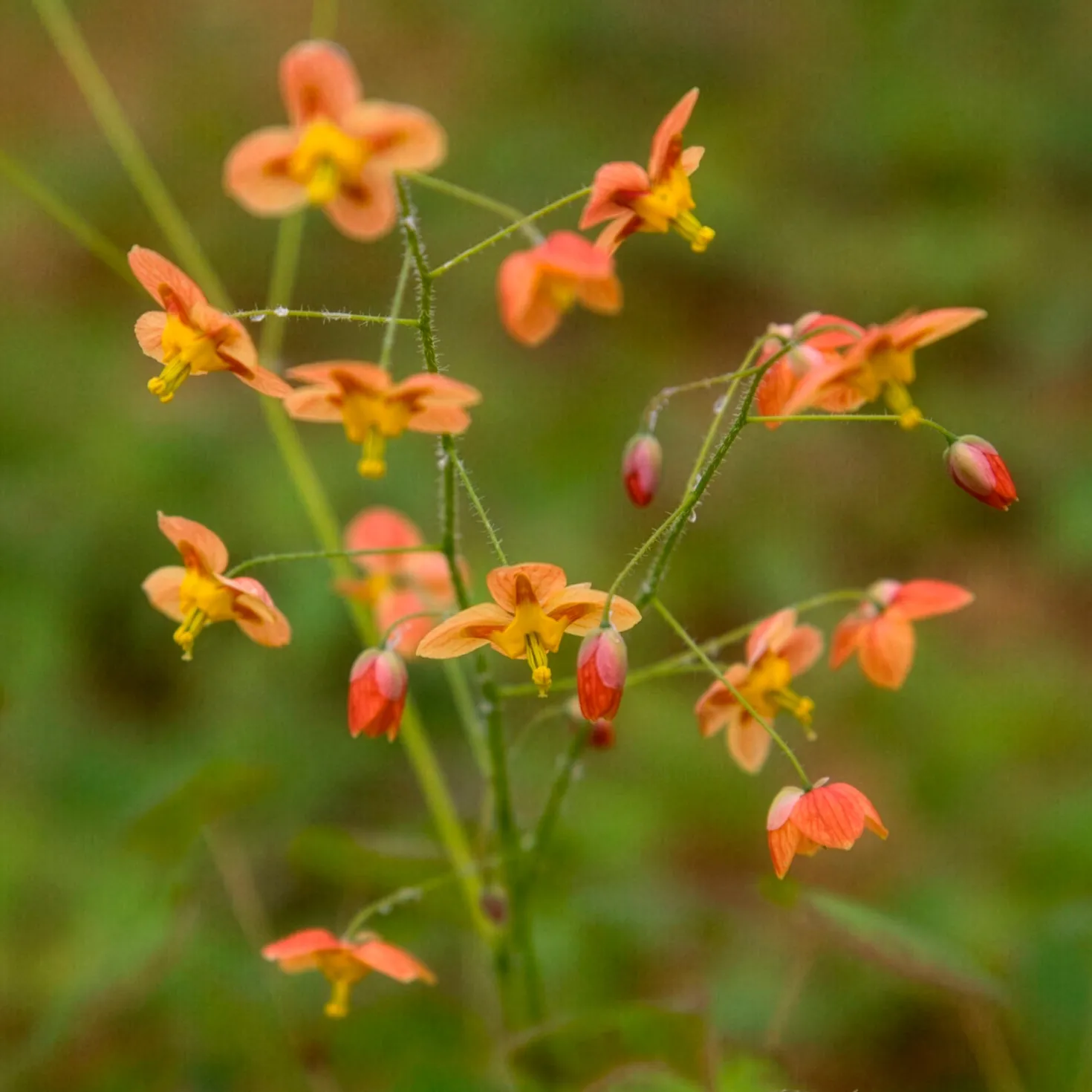 Elfenblume Orangekönigin - Grün, wo sonst nichts wächst