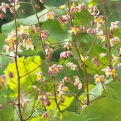 Elfenblume pubigerum - Grün auch im Winter