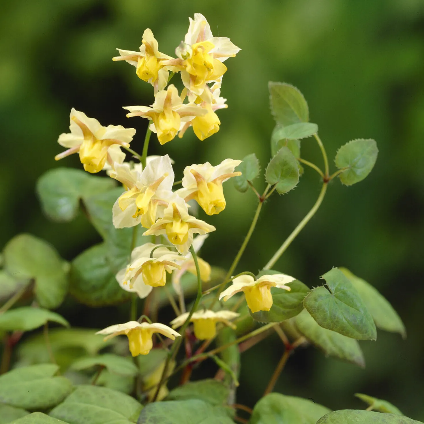 Elfenblume Sulphureum - Grün im Schatten, mühelos