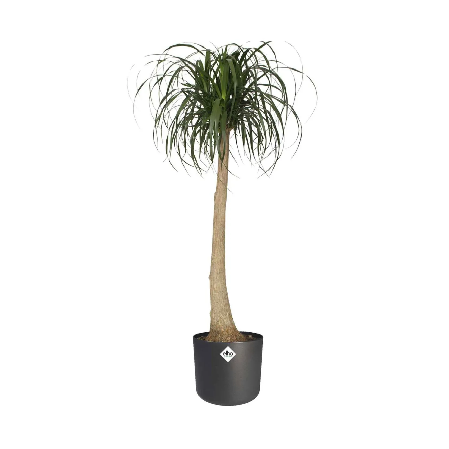 Elho Blumentopf B.for soft rund anthrazit - Sofort mehr Stil
