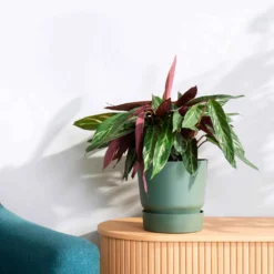 Elho Blumentopf 'Greenville Leaf Green' - Sofort mehr Grün zu Hause