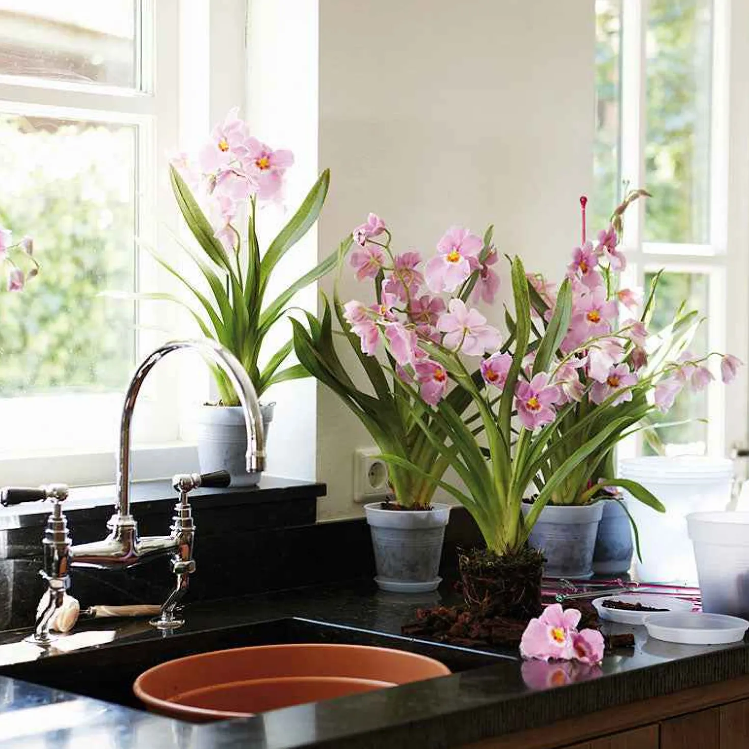 Elho Orchideentopf - Orchideen strahlen sofort
