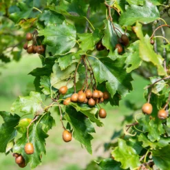 Elsbeere - Baum des Jahres im Garten