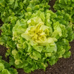 Endiviensalat ‘Blonde a cœur plein’ - Knackige Ernte bis Dezember
