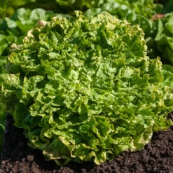 Endiviensalat ‘Blonde a cœur plein’ - Knackige Ernte bis Dezember