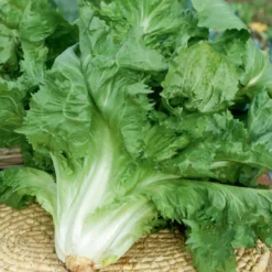 Endiviensalat ‘Cornet de Bordeaux’ - Knackiger Salat bis in den Winter