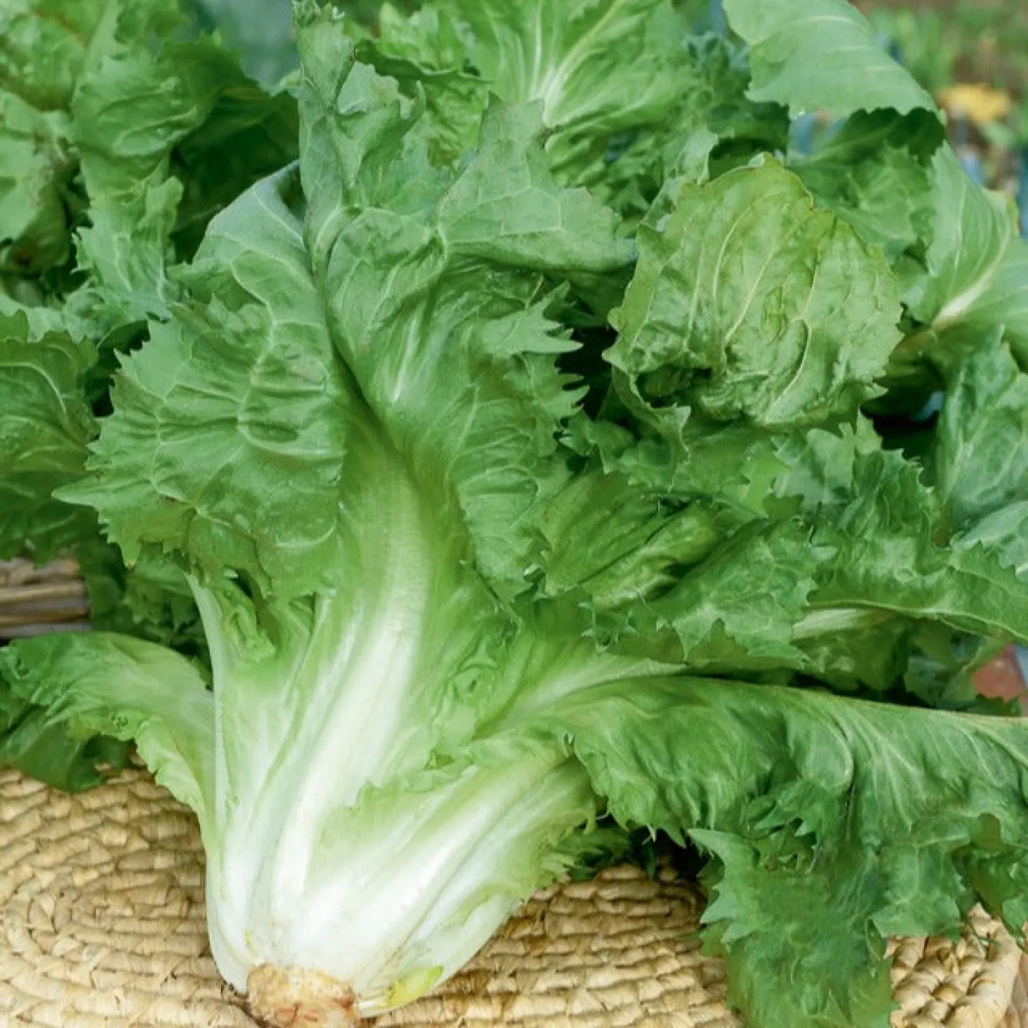 Endiviensalat ‘Cornet de Bordeaux’ - Knackiger Salat bis in den Winter