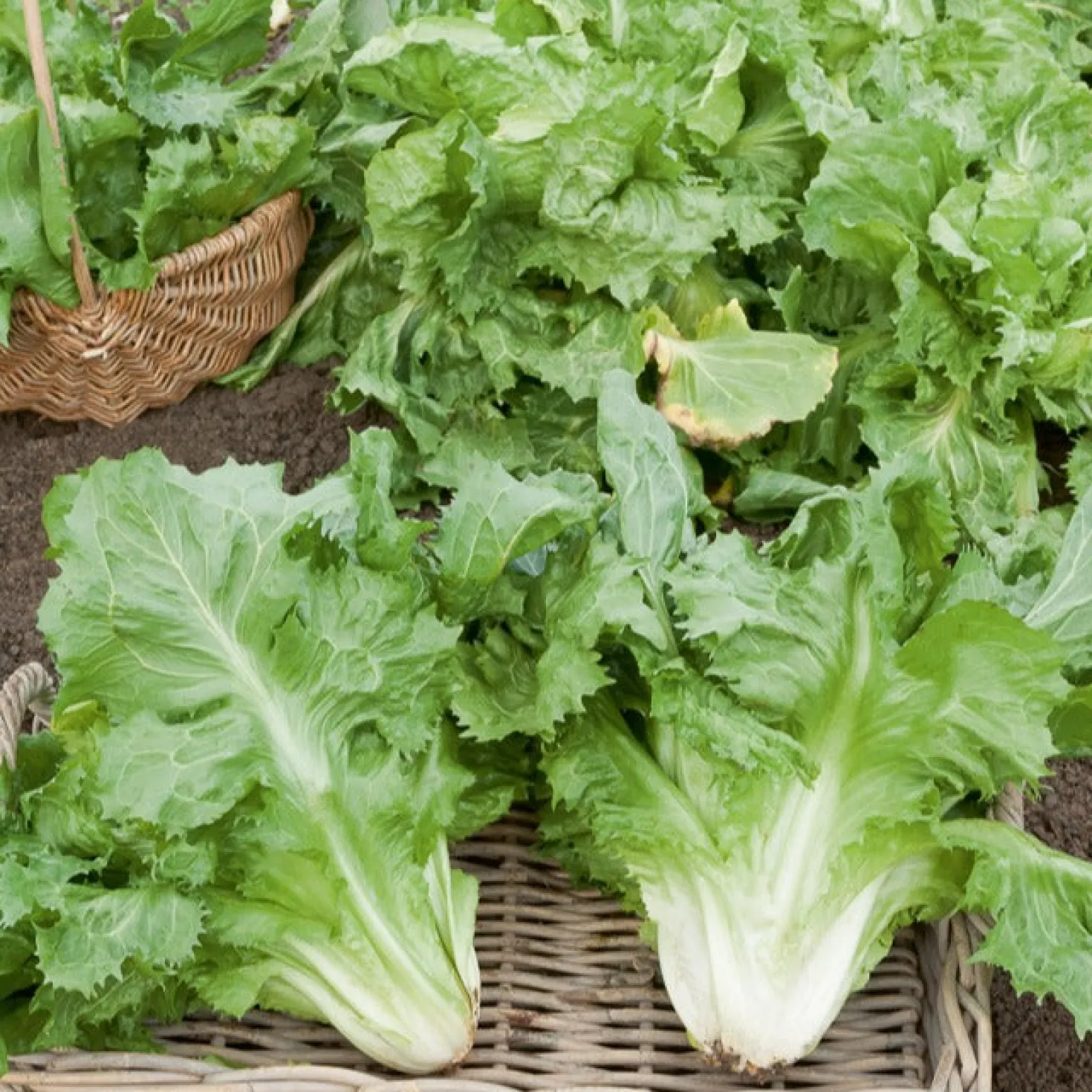 Endiviensalat ‘Cornet de Bordeaux’ - Knackiger Salat bis in den Winter