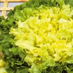 Endiviensalat Eminence - Knackiger Salat bis Dezember