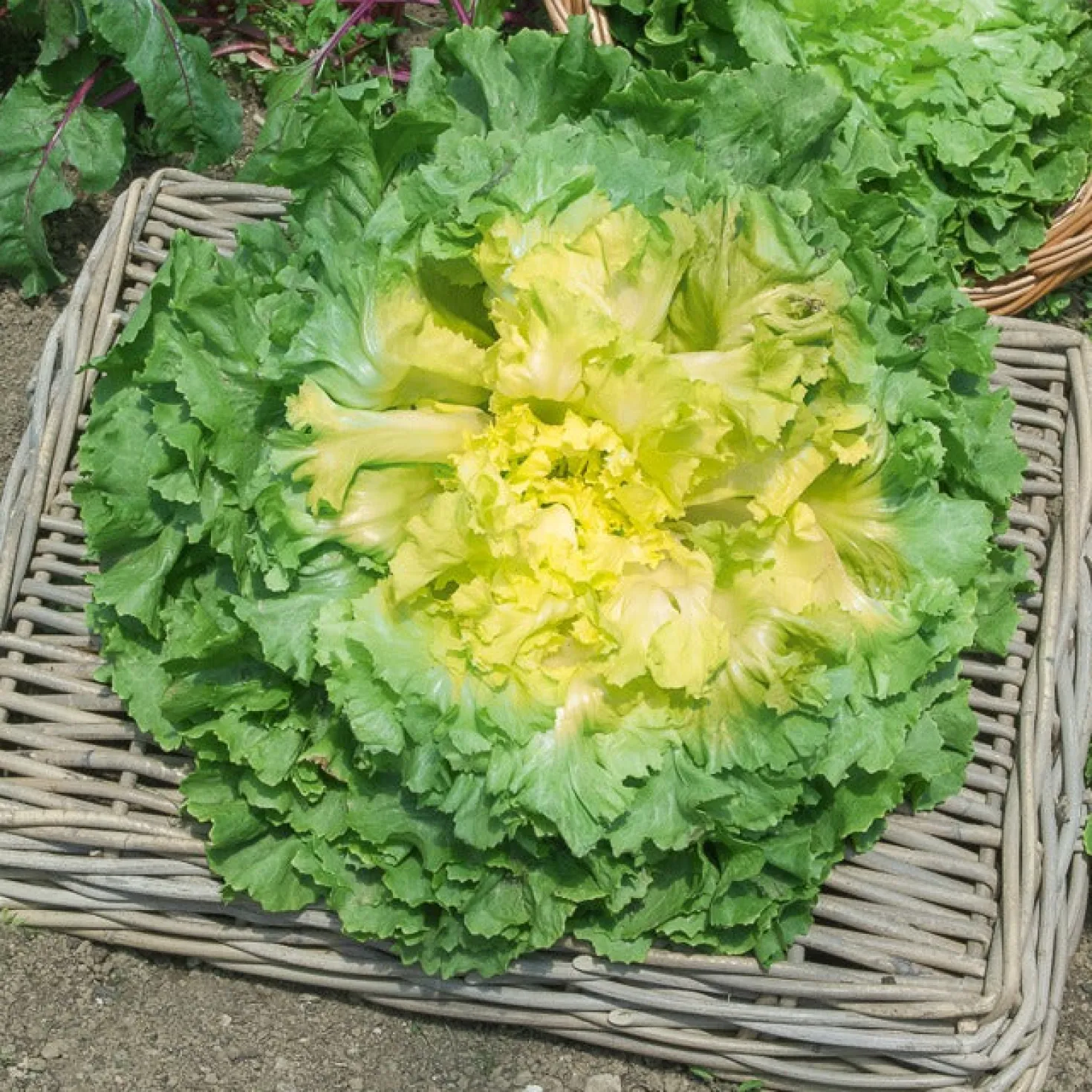 Endiviensalat ‘Geante Maraichere’ - Knackig bis in den Herbst