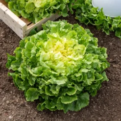 Endiviensalat ‘Grosse bouclee’ - Knackig, kraus, bis November