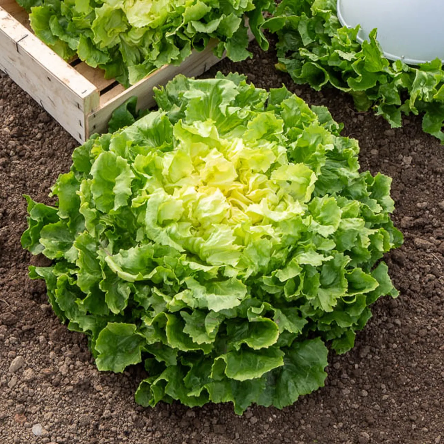 Endiviensalat ‘Grosse bouclee’ - Knackig, kraus, bis November