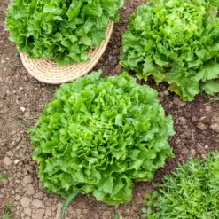 Endiviensalat Grosse gelockte Nuance Bio - Knackiger Salat bis November