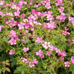 Endress-Storchschnabel - Rosa Blütenteppich