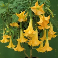 Engelstrompete gelb - Riesenblüten den ganzen Sommer