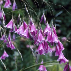 Engelstrompeten-Lilie - Zarte Blüten im Wind