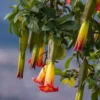 Engelstrompete rot-gelb - Riesenblüten für Ihre Terrasse