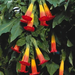 Engelstrompete rot-gelb - Riesenblüten für Ihre Terrasse