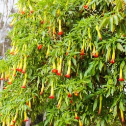 Engelstrompete rot-gelb - Riesenblüten für Ihre Terrasse