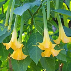 Engelstrompete 'Tricolor' - Riesenblüten den Sommer lang