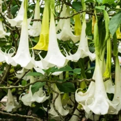 Engelstrompete 'Tricolor' - Riesenblüten den Sommer lang