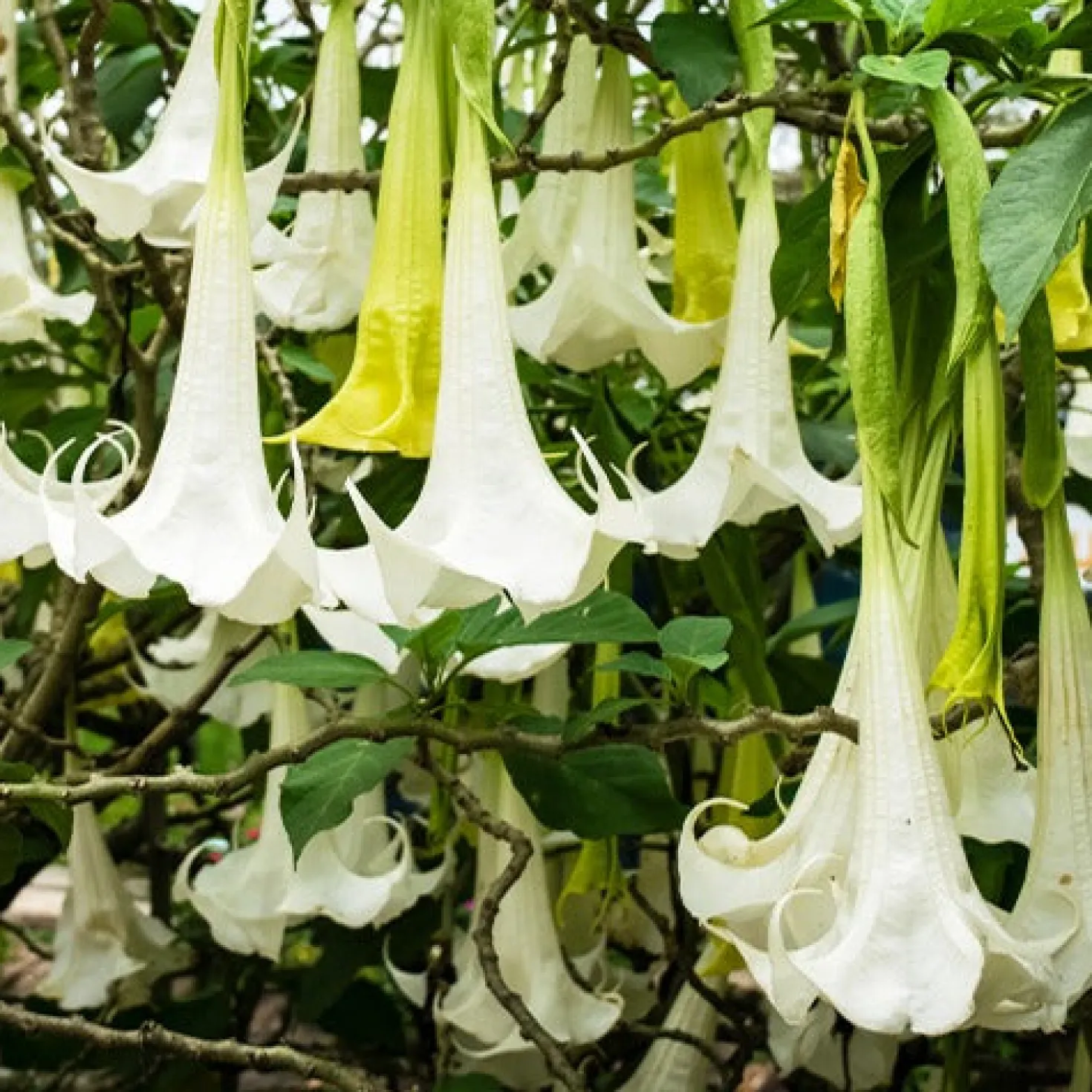 Engelstrompete 'Tricolor' - Riesenblüten den Sommer lang