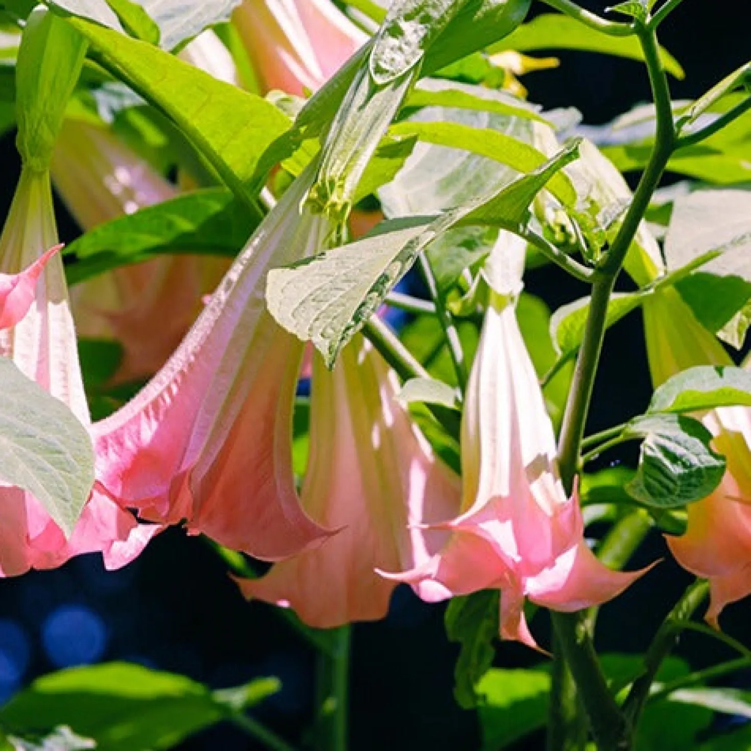 Engelstrompete 'Tricolor' - Riesenblüten den Sommer lang