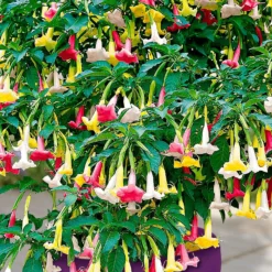 Engelstrompete 'Tricolor' - Riesenblüten den Sommer lang