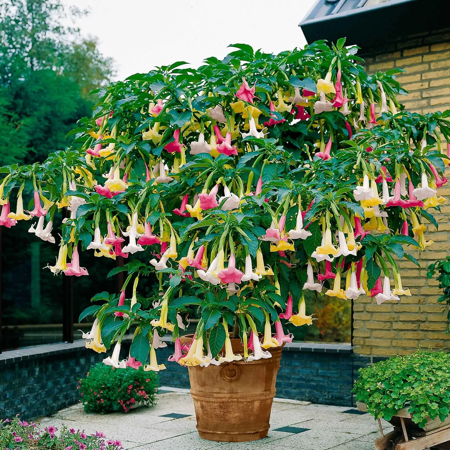 Engelstrompete 'Tricolor' - Riesenblüten den Sommer lang