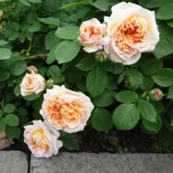 Englische Kletterrose ‘Bathsheba’® - Duftende Wand voller Blüten