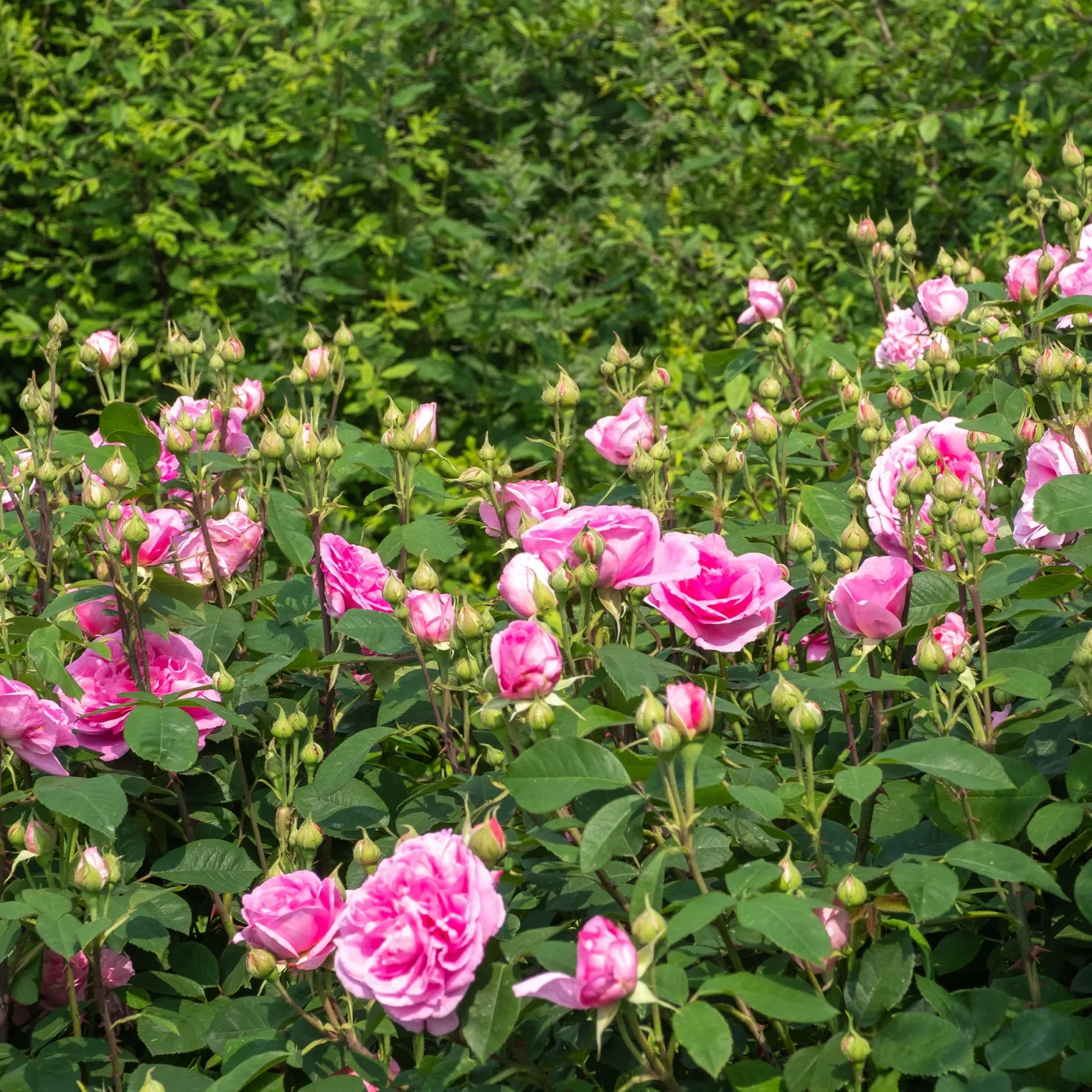 Englische Kletterrose 'Gertrude Jekyll'® - Duft wie im Rosengarten