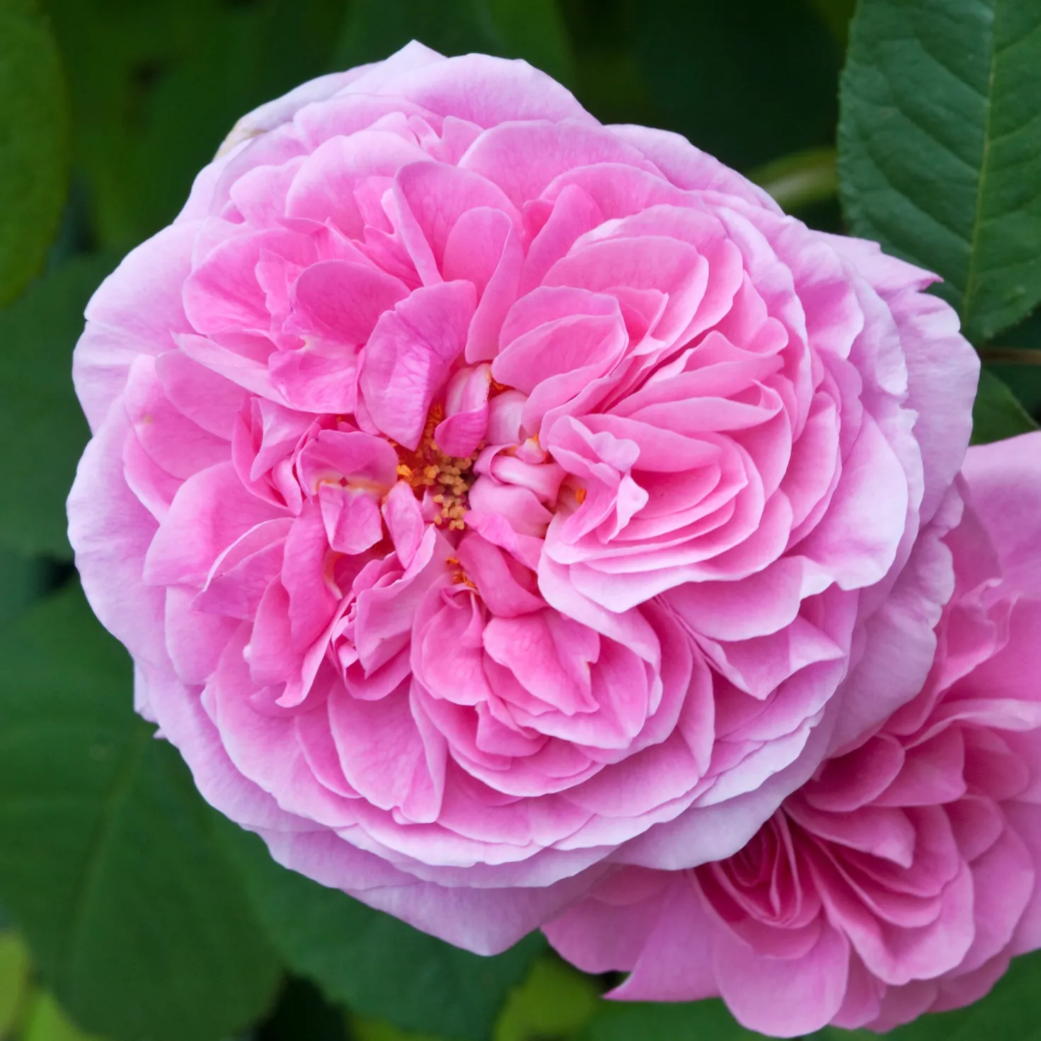 Englische Kletterrose 'Gertrude Jekyll'® - Duft wie im Rosengarten