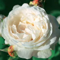 Englische Rose Ausgreen's Winner ® - Weiße Blüten voller Duft