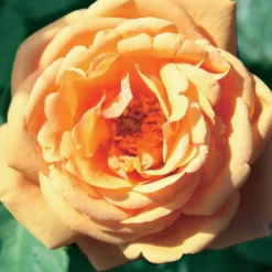 Englische Rose Charlie Ausgreen® - Duft und Farbe sofort
