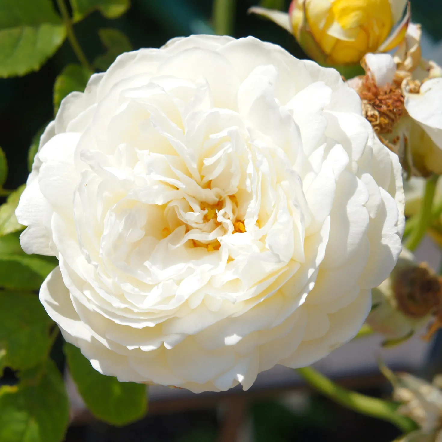 Englische Rose ‘Claire Austin’® - Duft und Charme im Beet