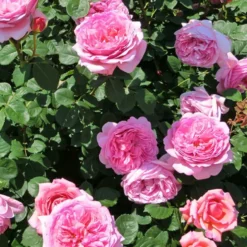 Englische Rose ‘Her’s Ausgreen’® - Duft und Blüten bis Oktober