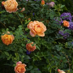 Englische Rose 'Lady of Shalott'® - Aprikosenrose ganz einfach