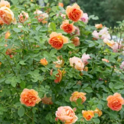 Englische Rose 'Lady of Shalott'® - Aprikosenrose ganz einfach