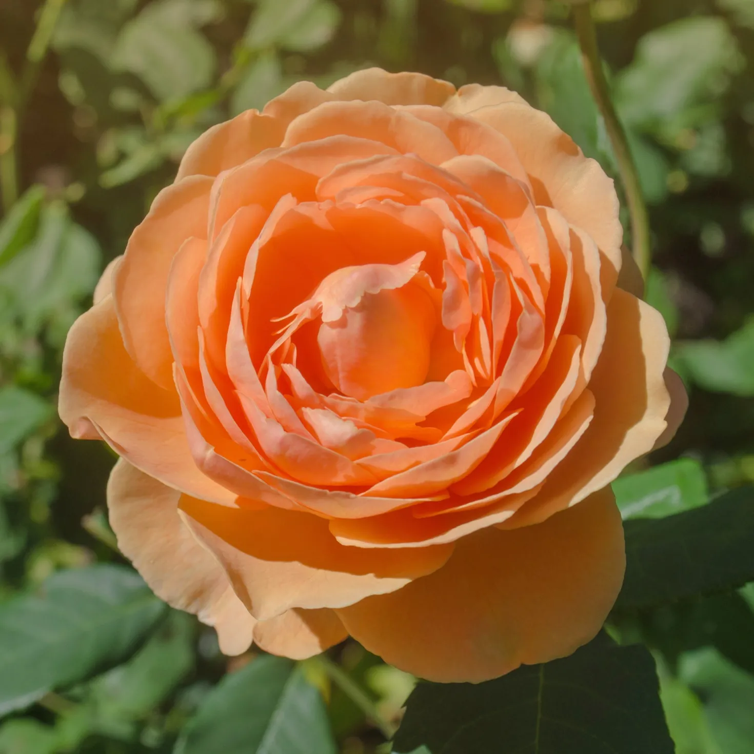 Englische Rose 'Lady of Shalott'® - Aprikosenrose ganz einfach