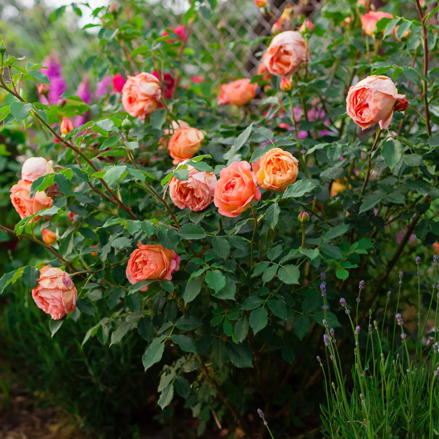 Englische Rose 'Lady of Shalott'® - Aprikosenrose ganz einfach