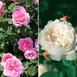Englische Rosen Kollektion (x2) - Rosenduft ohne Aufwand