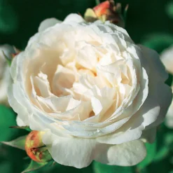 Englische Rosen Kollektion (x2) - Rosenduft ohne Aufwand