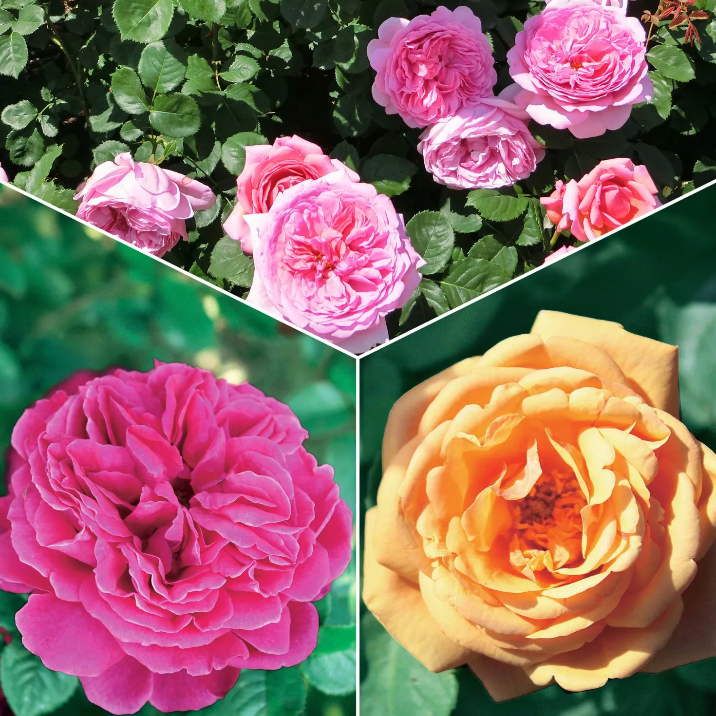 Englische Rosen Kollektion (x3) - Duft und Blüten den ganzen Sommer