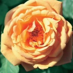 Englische Rosen Kollektion (x3) - Duft und Blüten den ganzen Sommer