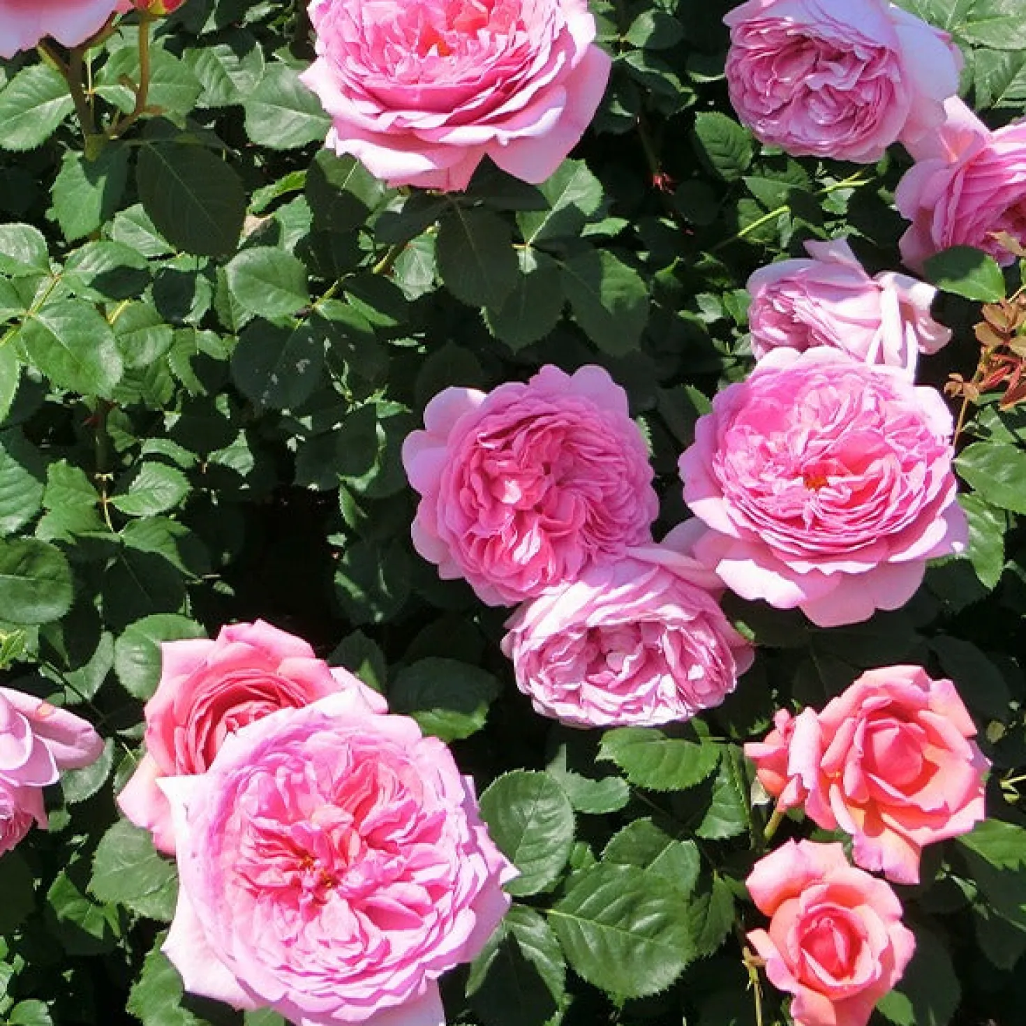 Englische Rosen Kollektion (x3) - Duft und Blüten den ganzen Sommer