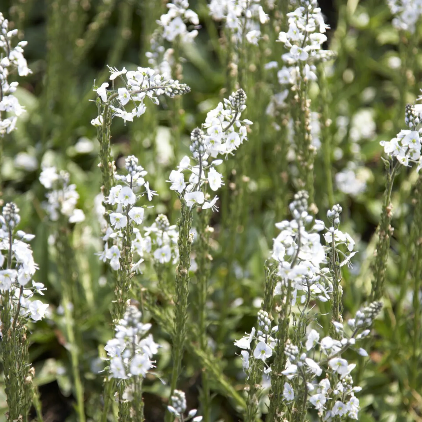 Enzianblättriger Ehrenpreis - Zarte Blüten, robuste Pflanze
