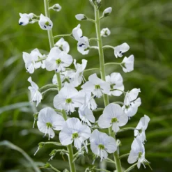 Enzianblättriger Ehrenpreis - Zarte Blüten, robuste Pflanze