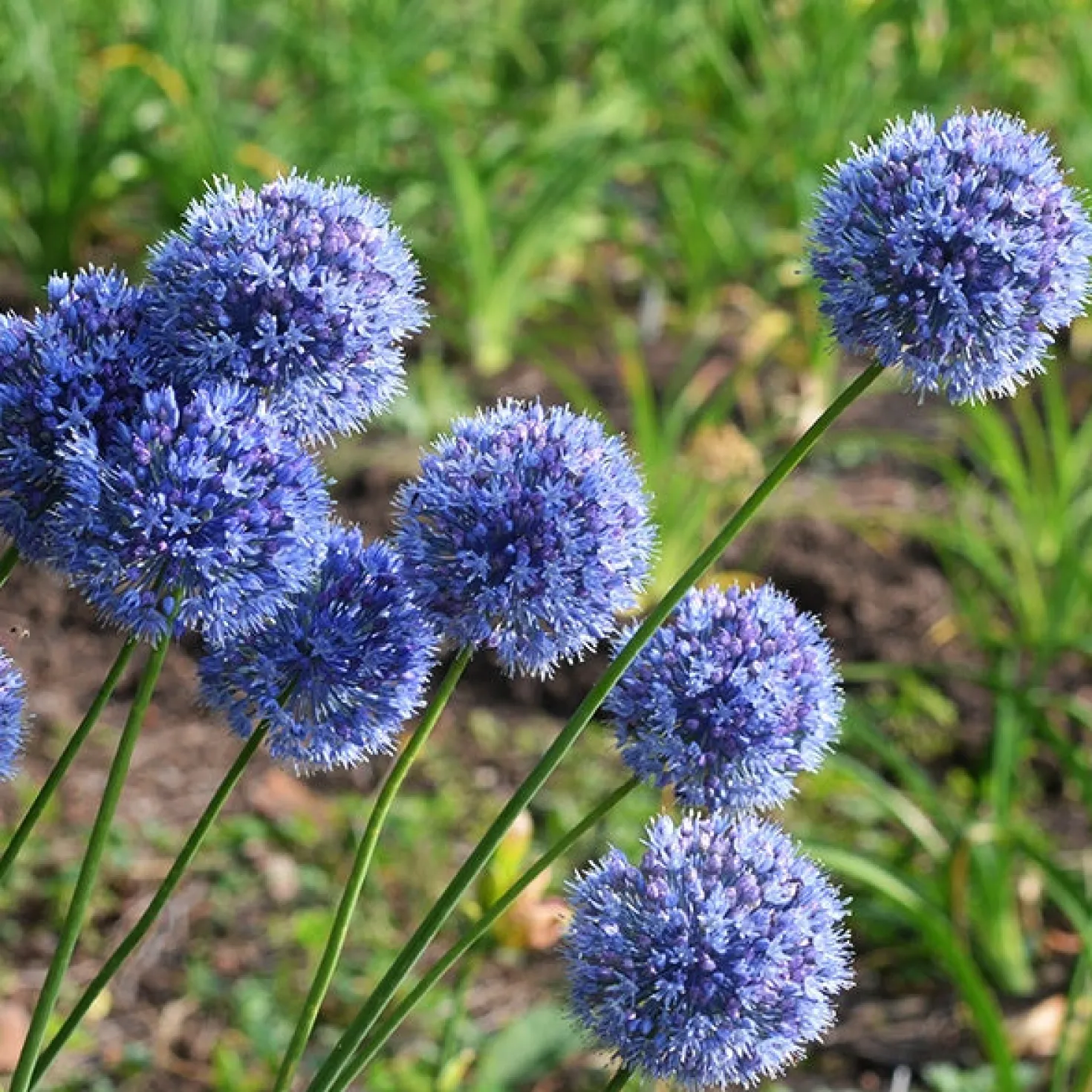 Enzianlauch (x20) - Himmelblau im Sommerbeet