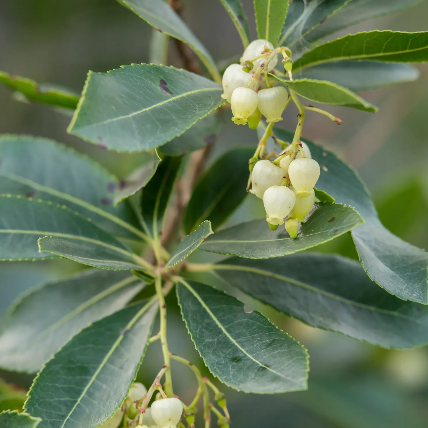 Erdbeerbaum Atlantic - Blüte und Frucht zugleich