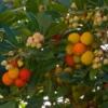 Erdbeerbaum - Blüten und Früchte zugleich